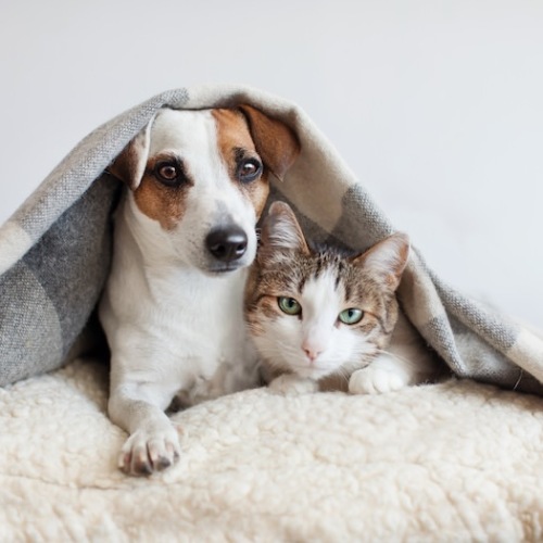 Dog and cat under a blanket